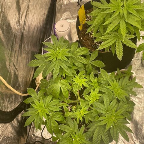 Liberty Haze growlog timeline photo