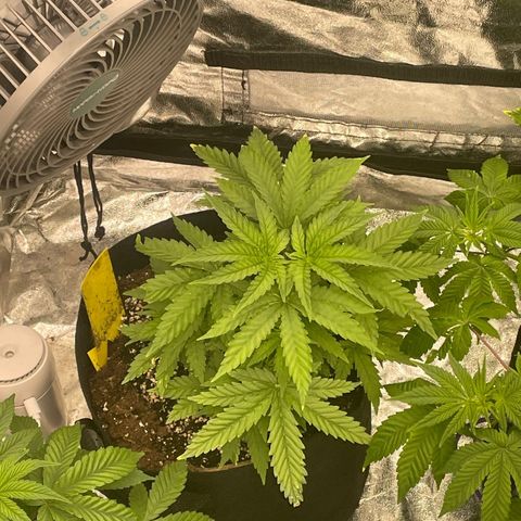 Blue Sunset Sherbert growlog timeline photo