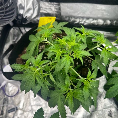 Blue Sunset Sherbert growlog timeline photo