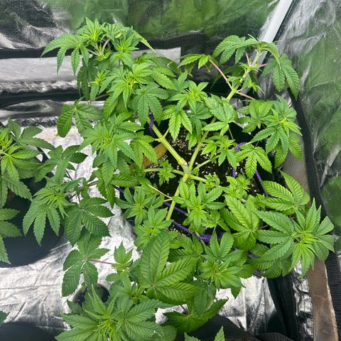 Gorilla Zkittlez growlog timeline photo