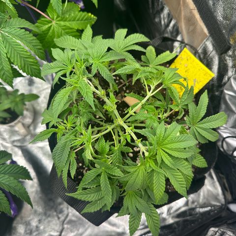 Runtz Muffin  growlog timeline photo