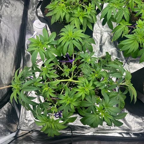 Liberty Haze growlog timeline photo