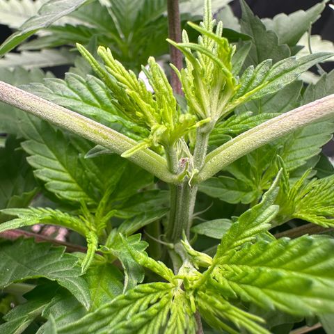 Blue Sunset Sherbert growlog photo: Anzeichen für Blüte trotz 18h Licht 