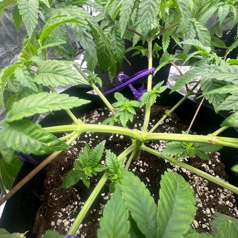 Liberty Haze growlog timeline photo