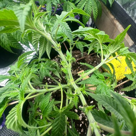 Runtz Muffin  growlog timeline photo