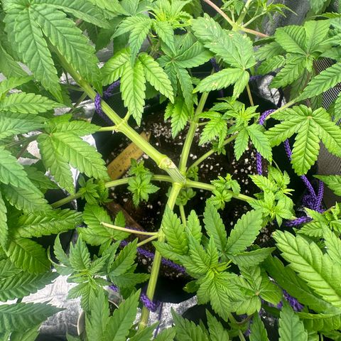 Gorilla Zkittlez growlog timeline photo