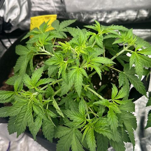 Blue Sunset Sherbert growlog timeline photo