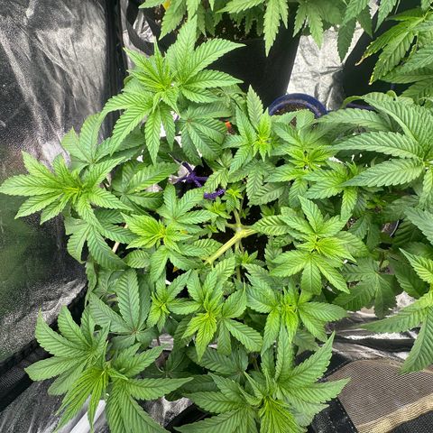 Liberty Haze growlog timeline photo