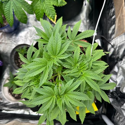 Runtz Muffin  growlog timeline photo