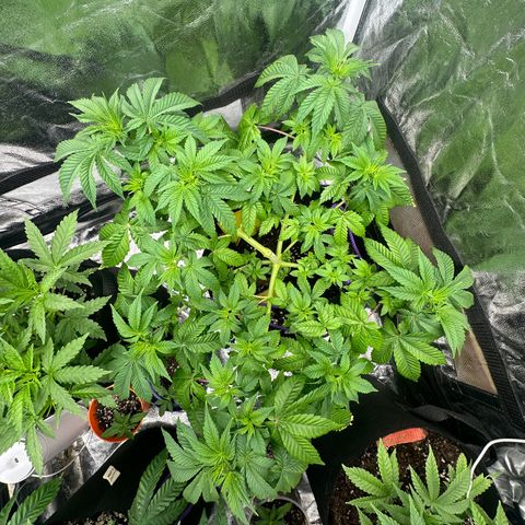 Gorilla Zkittlez growlog timeline photo