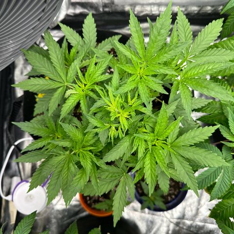 Blue Sunset Sherbert growlog timeline photo