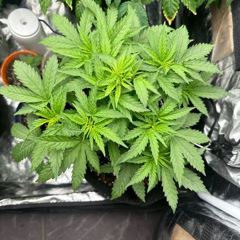 Blue Sunset Sherbert growlog timeline photo
