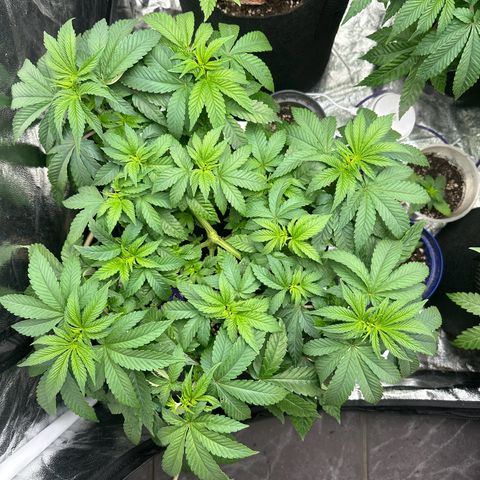 Liberty Haze growlog timeline photo