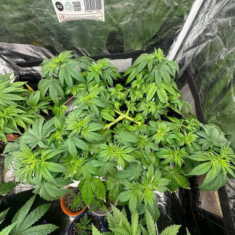 Gorilla Zkittlez growlog timeline photo