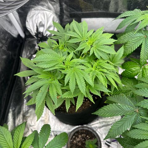 Runtz Muffin  growlog timeline photo