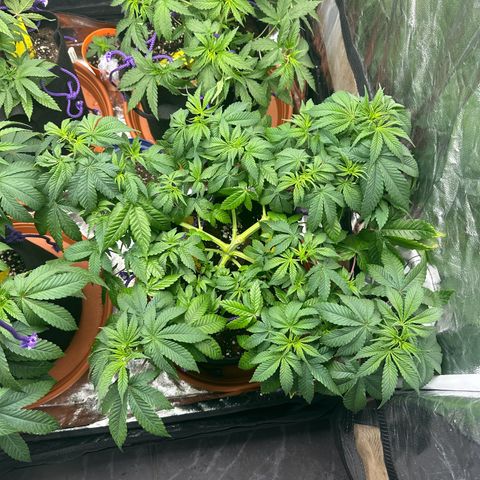 Gorilla Zkittlez growlog timeline photo