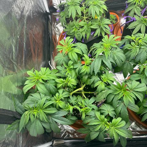 Liberty Haze growlog timeline photo