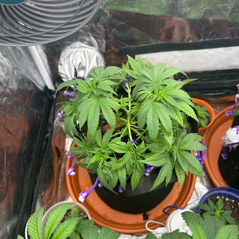 Runtz Muffin  growlog timeline photo