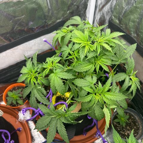 Blue Sunset Sherbert growlog timeline photo