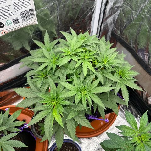 Blue Sunset Sherbert growlog timeline photo