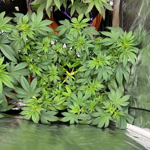 Gorilla Zkittlez growlog timeline photo