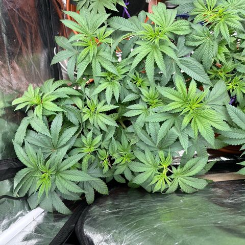 Liberty Haze growlog timeline photo