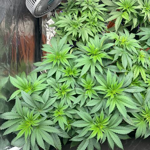 Liberty Haze growlog timeline photo