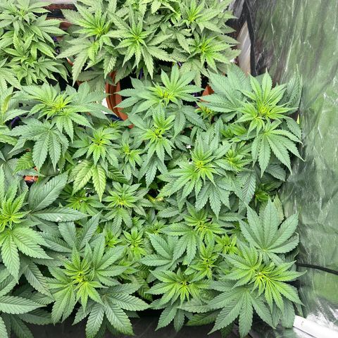 Gorilla Zkittlez growlog timeline photo
