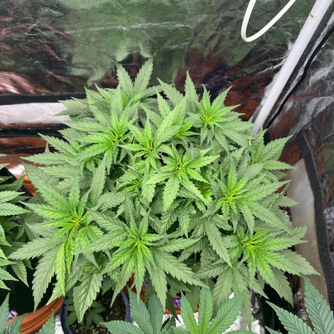 Blue Sunset Sherbert growlog timeline photo