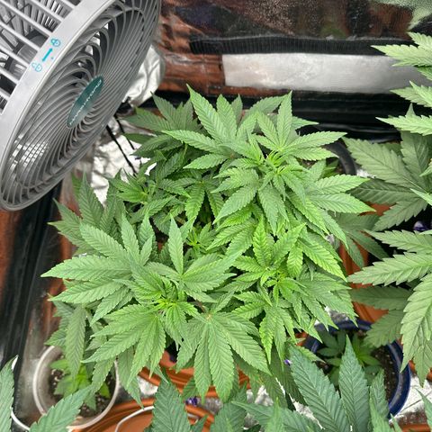 Runtz Muffin  growlog timeline photo