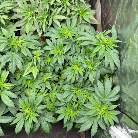 Gorilla Zkittlez growlog timeline photo
