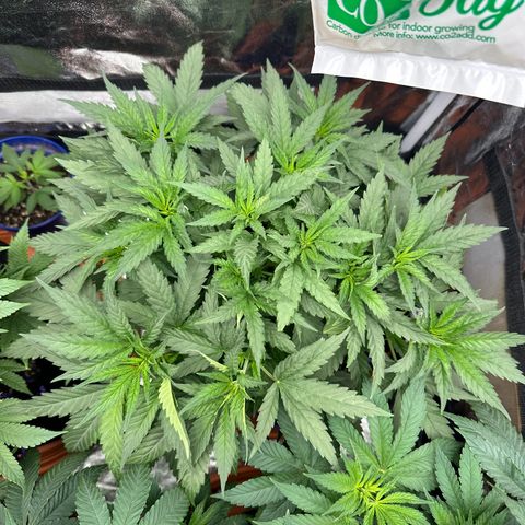 Blue Sunset Sherbert growlog timeline photo