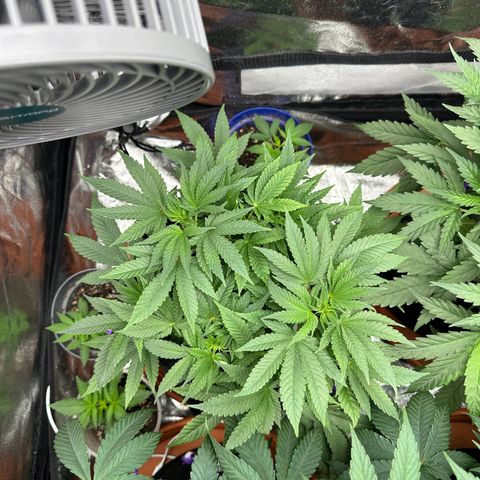 Runtz Muffin  growlog timeline photo