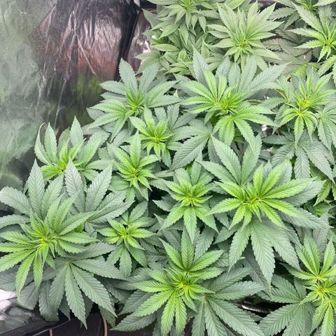 Liberty Haze growlog timeline photo