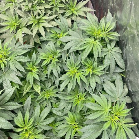 Gorilla Zkittlez growlog timeline photo