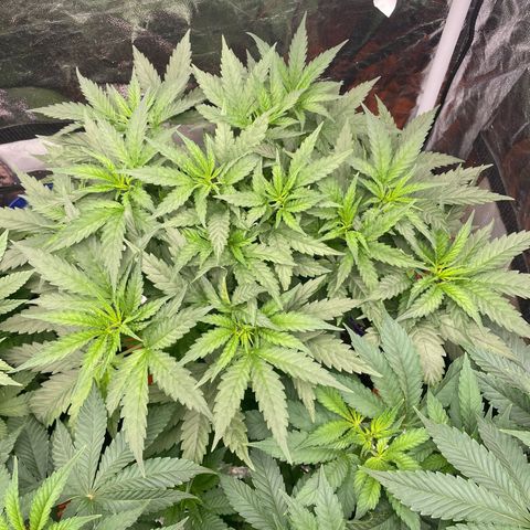 Blue Sunset Sherbert growlog timeline photo