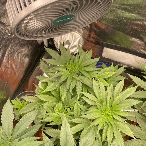 Runtz Muffin  growlog timeline photo