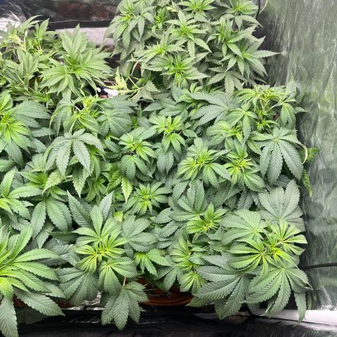 Gorilla Zkittlez growlog timeline photo