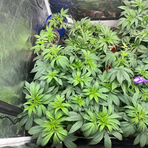 Liberty Haze growlog timeline photo