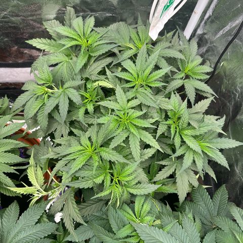 Blue Sunset Sherbert growlog timeline photo