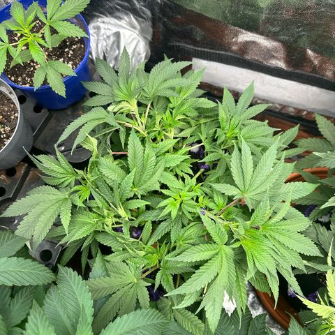 Runtz Muffin  growlog timeline photo