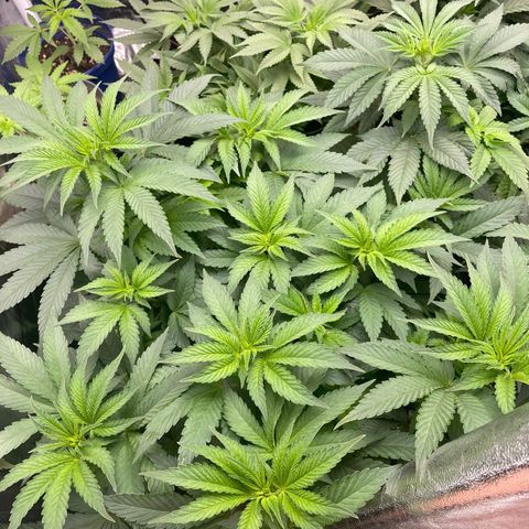 Liberty Haze growlog timeline photo