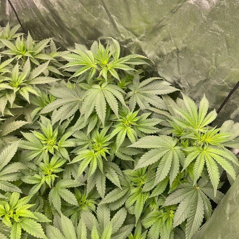 Gorilla Zkittlez growlog timeline photo