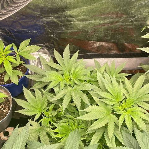 Runtz Muffin  growlog timeline photo