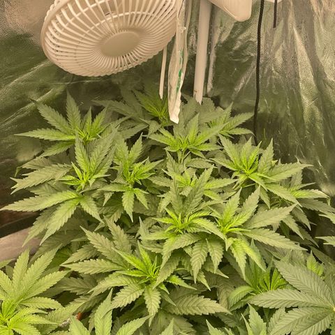 Blue Sunset Sherbert growlog timeline photo