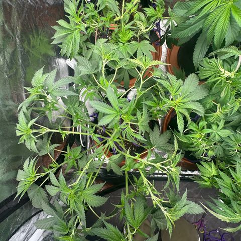 Blue Sunset Sherbert growlog timeline photo