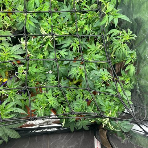 Gorilla Zkittlez growlog timeline photo