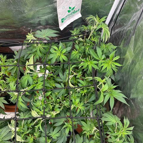 Liberty Haze growlog timeline photo