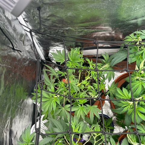 Runtz Muffin  growlog timeline photo