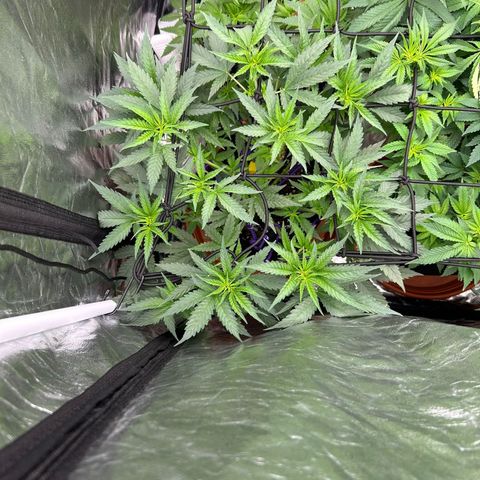 Blue Sunset Sherbert growlog timeline photo